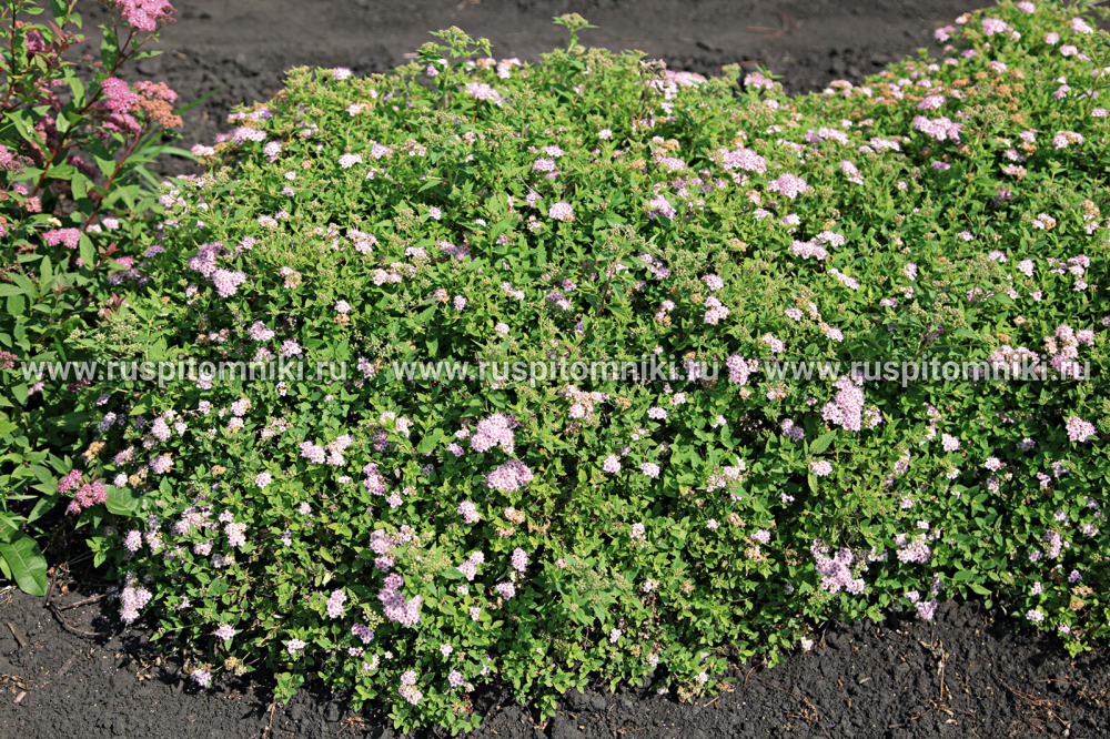 Спирея японская Green Carpet