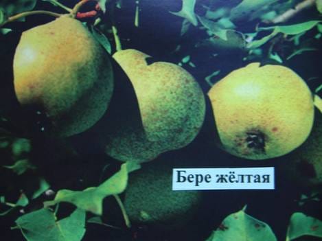 Груша Бере жёлтая