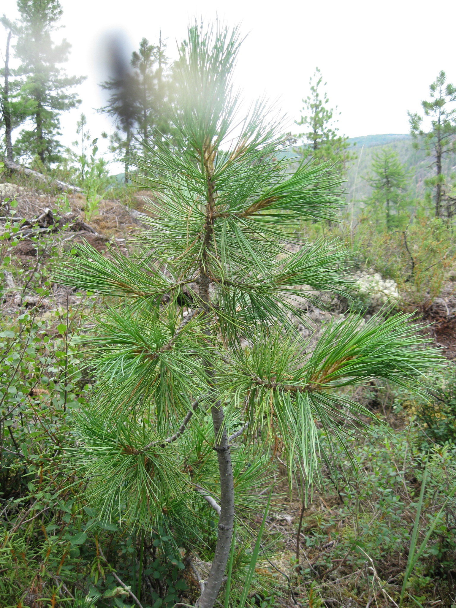 international backfill (iNaturalist): Pinus sibirica