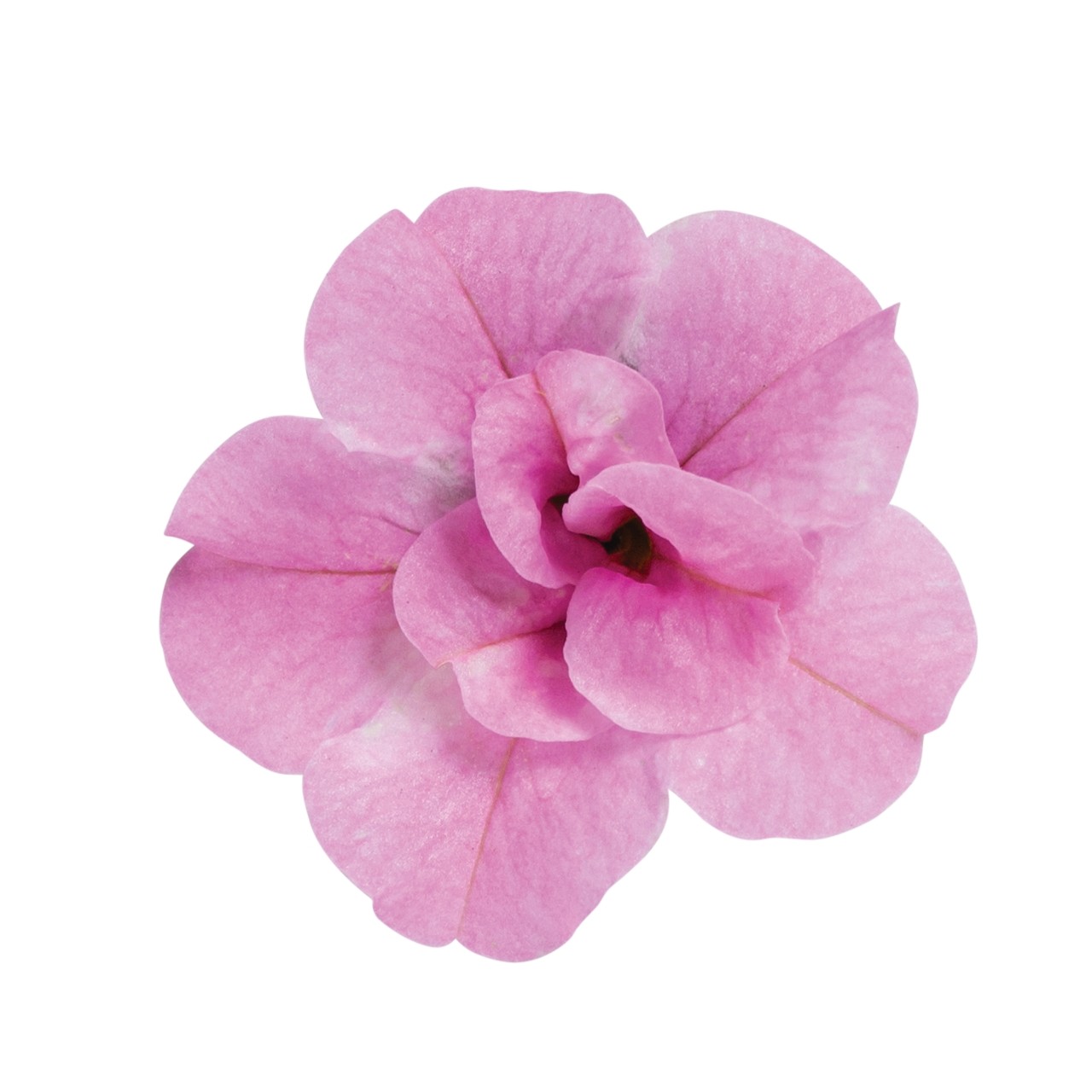 Калибрахоа Aloha Double Soft Pink