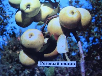 Яблоня "Розовый налив" Садоград 2хлетние саженцы.