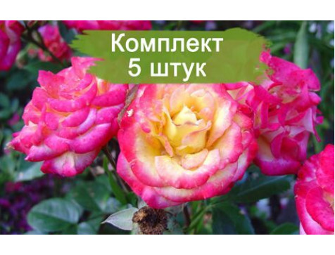 Роза Бэби Маскарад (миниатюрные)