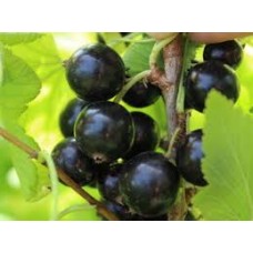 Смородина черная Бинар (Ribes nigrum)