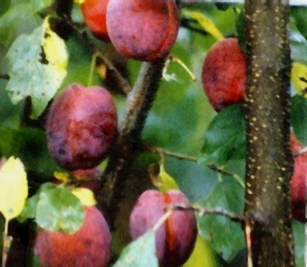 Слива Стартовая