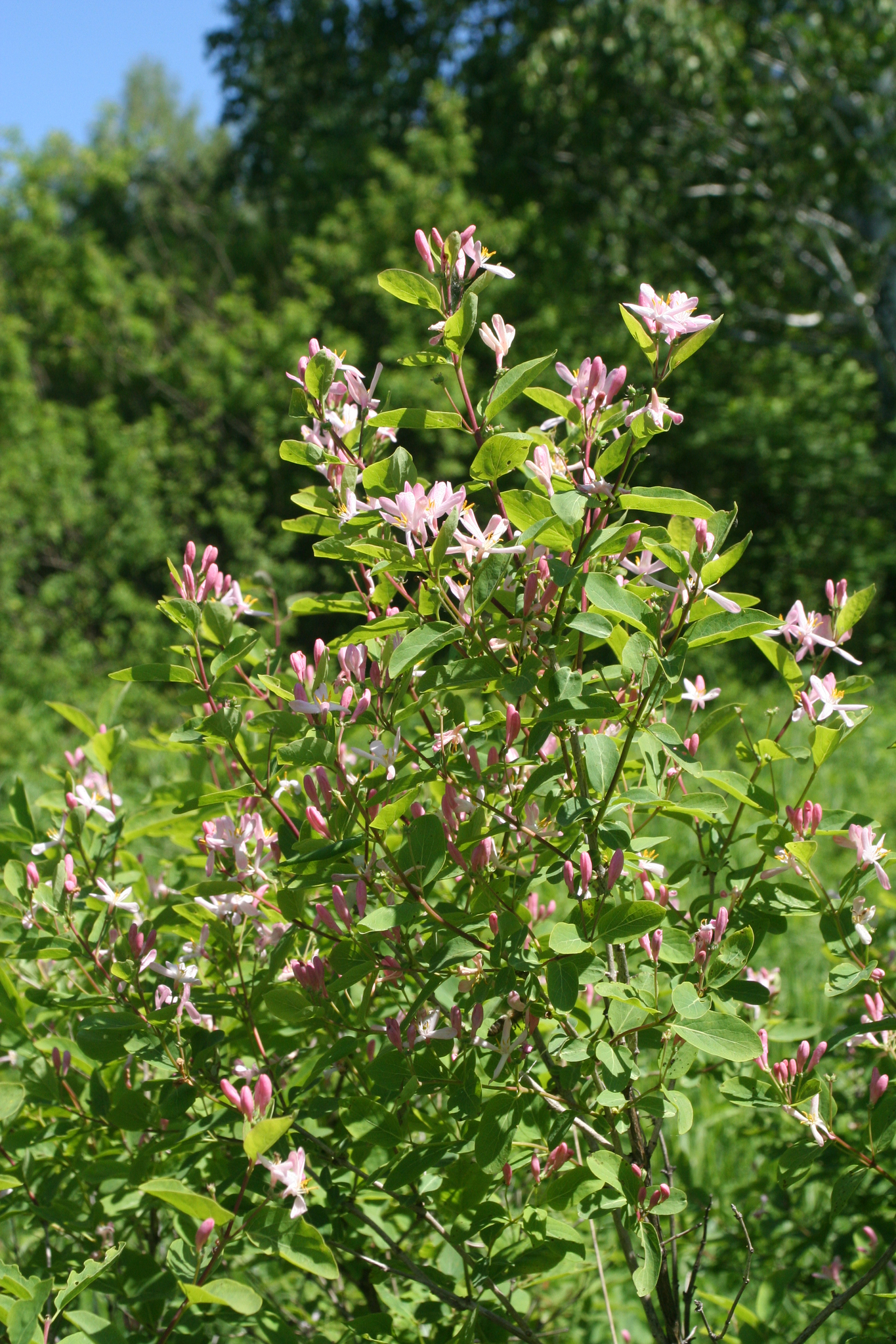 international backfill (iNaturalist): Lonicera tatarica