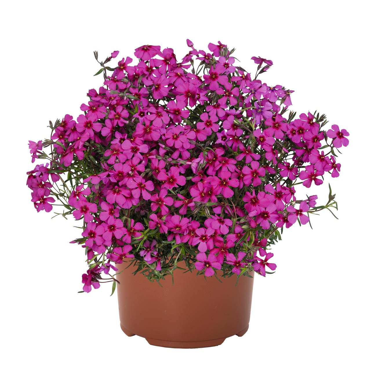 Флокс subulata Spring Scarlet