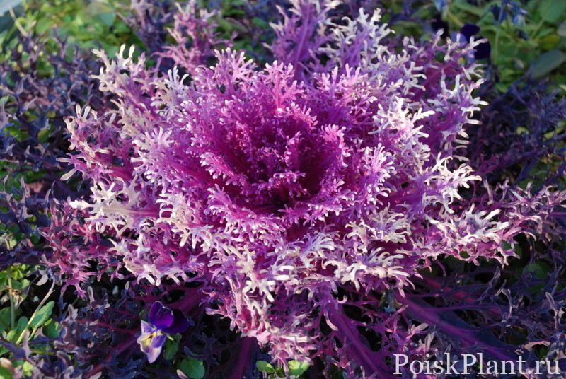 Капуста декоративная Purple Peacock