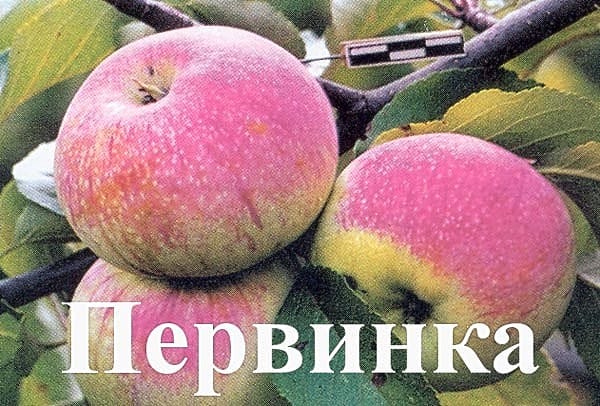 Яблоня Первинка