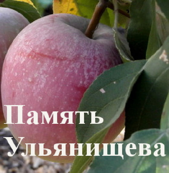 Яблоня Память Ульянищева