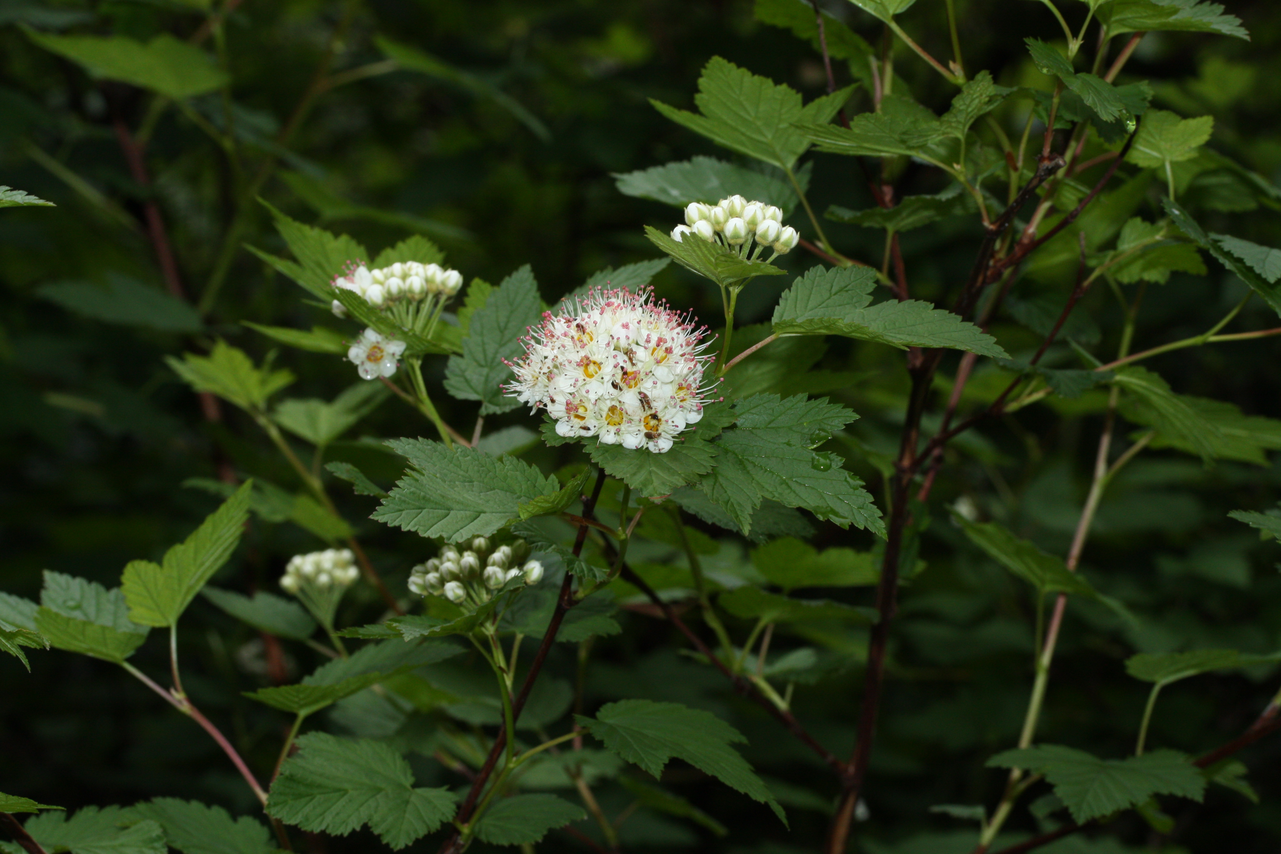 Пузыреплодник головчатый (Physocarpus capitatus Tilden Park)