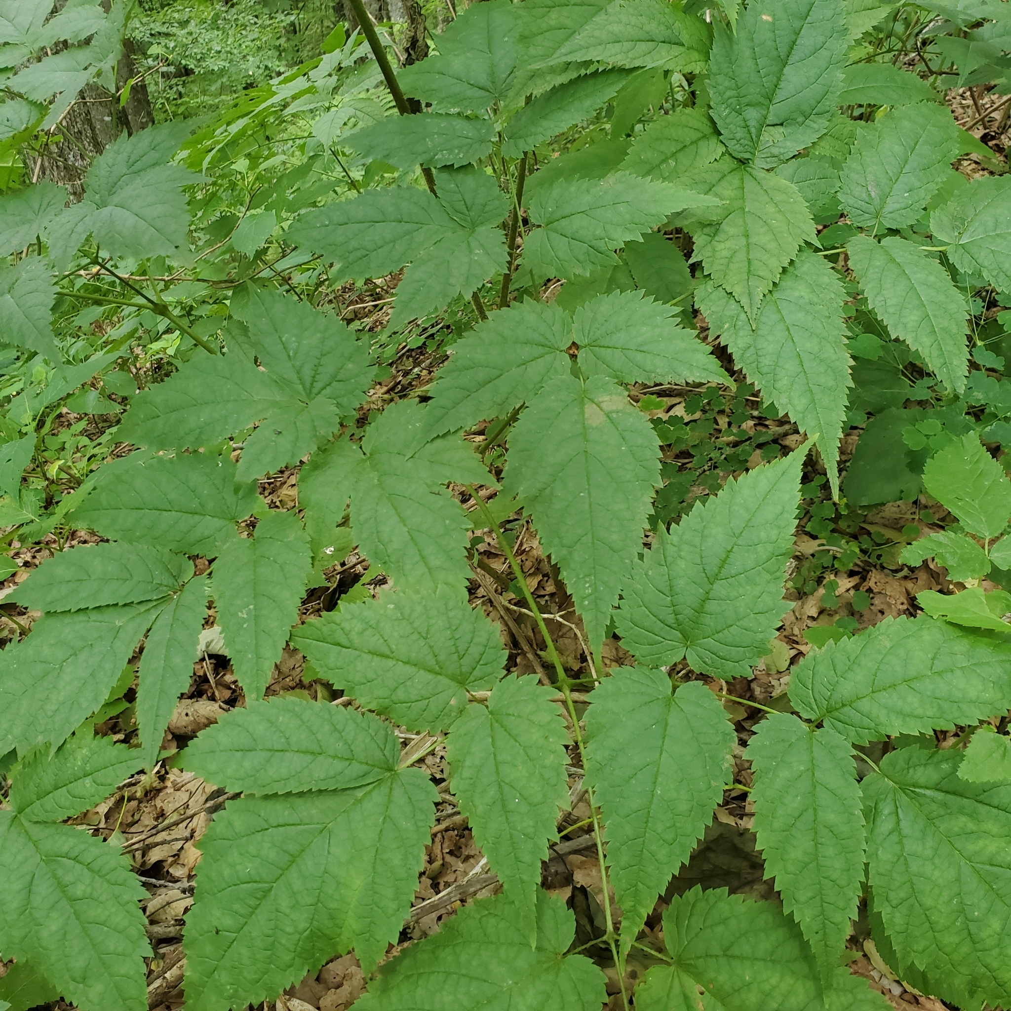 international backfill (iNaturalist): Astilbe