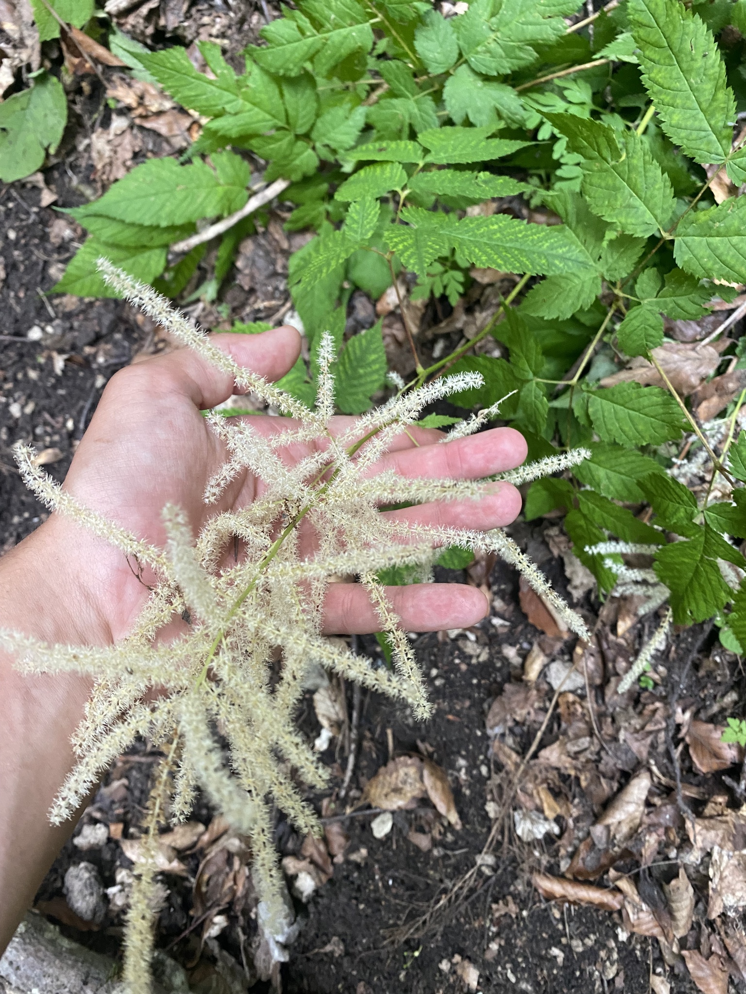 international backfill (iNaturalist): Aruncus