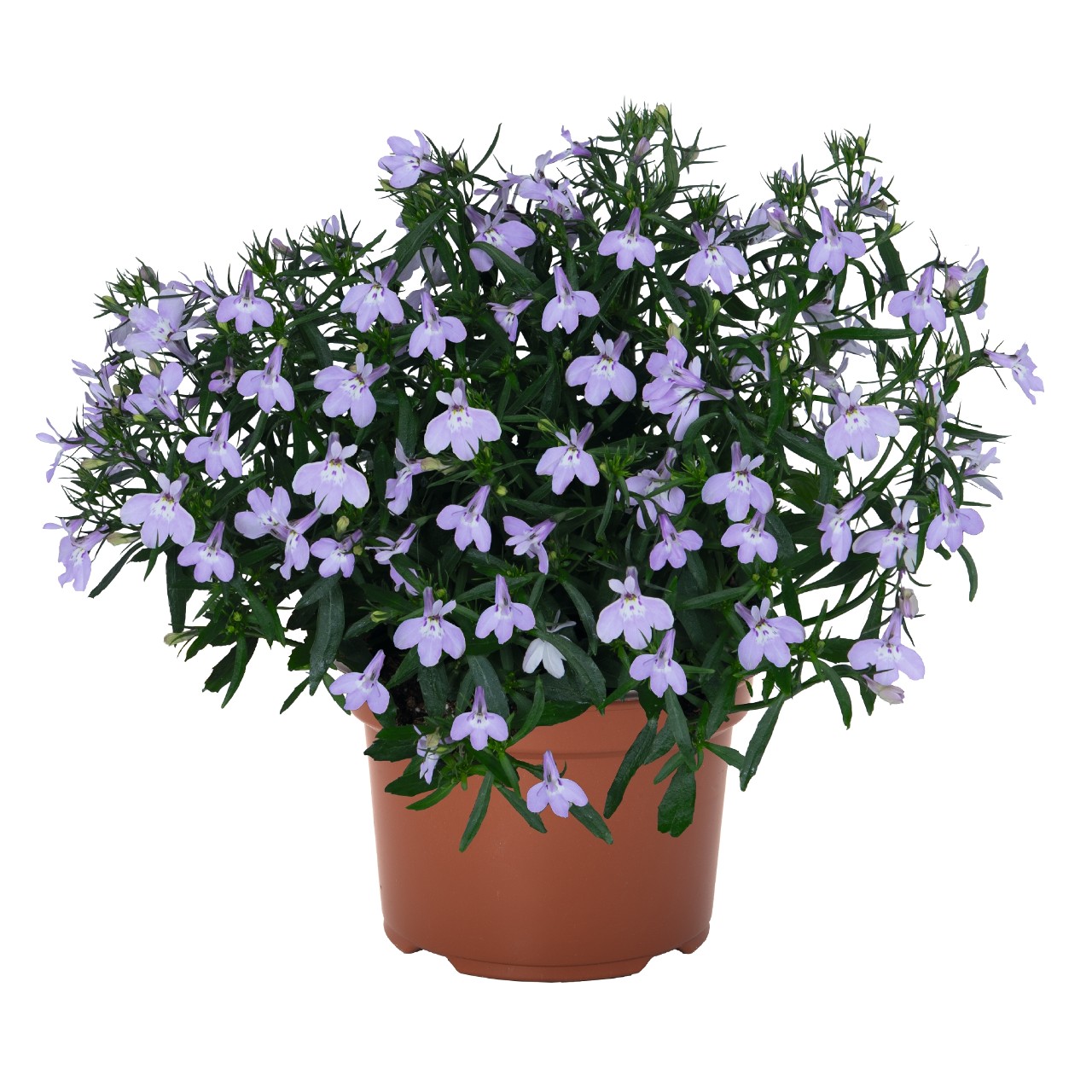Лобелия Bella Lavender