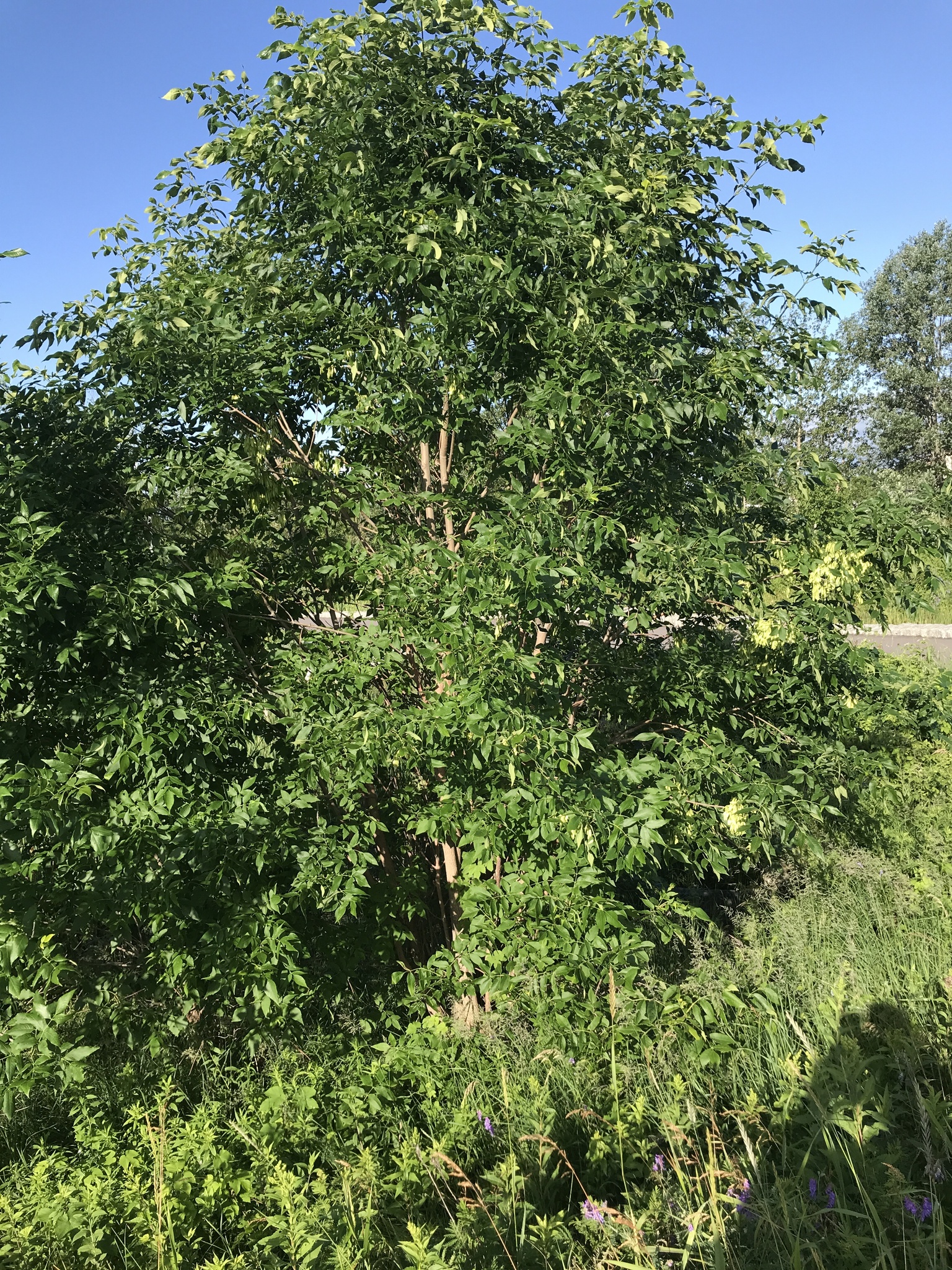 international backfill (iNaturalist): Fraxinus pennsylvanica