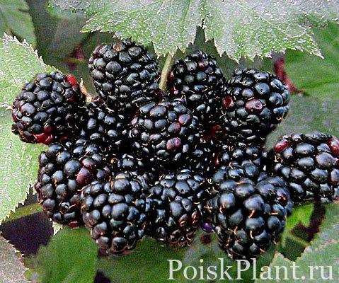 Ежевика кустистая Black Satin