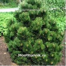 Сосна белокорая Малинки