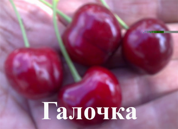 Черешня Галочка