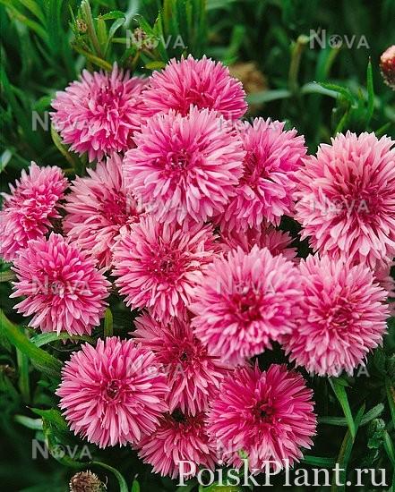 Василек голубой Florence Pink