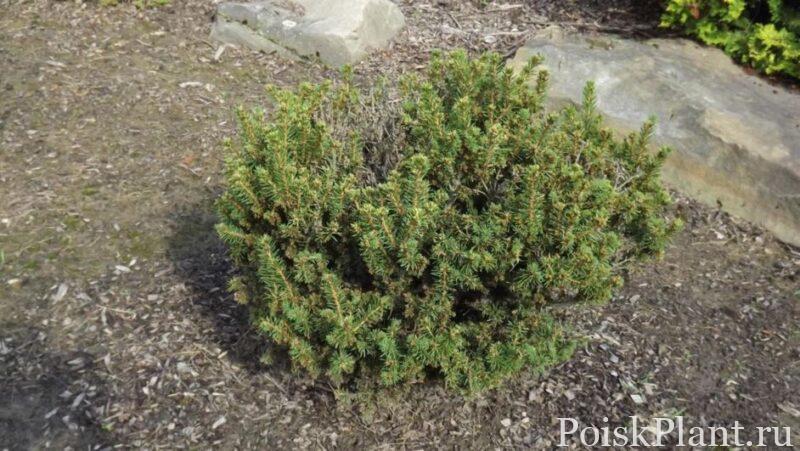 Ель обыкновенная Berry Gardens