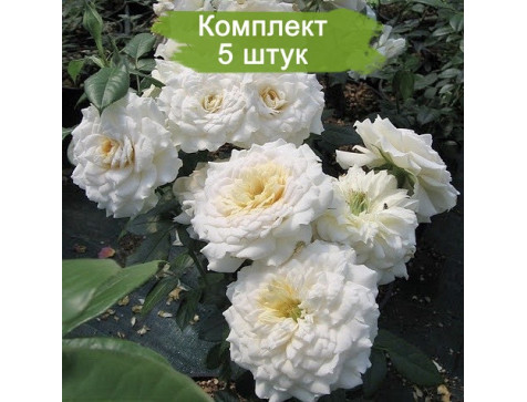 Роза Надин Хелла Риччи (шраб)