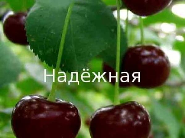 Дюк Надёжная