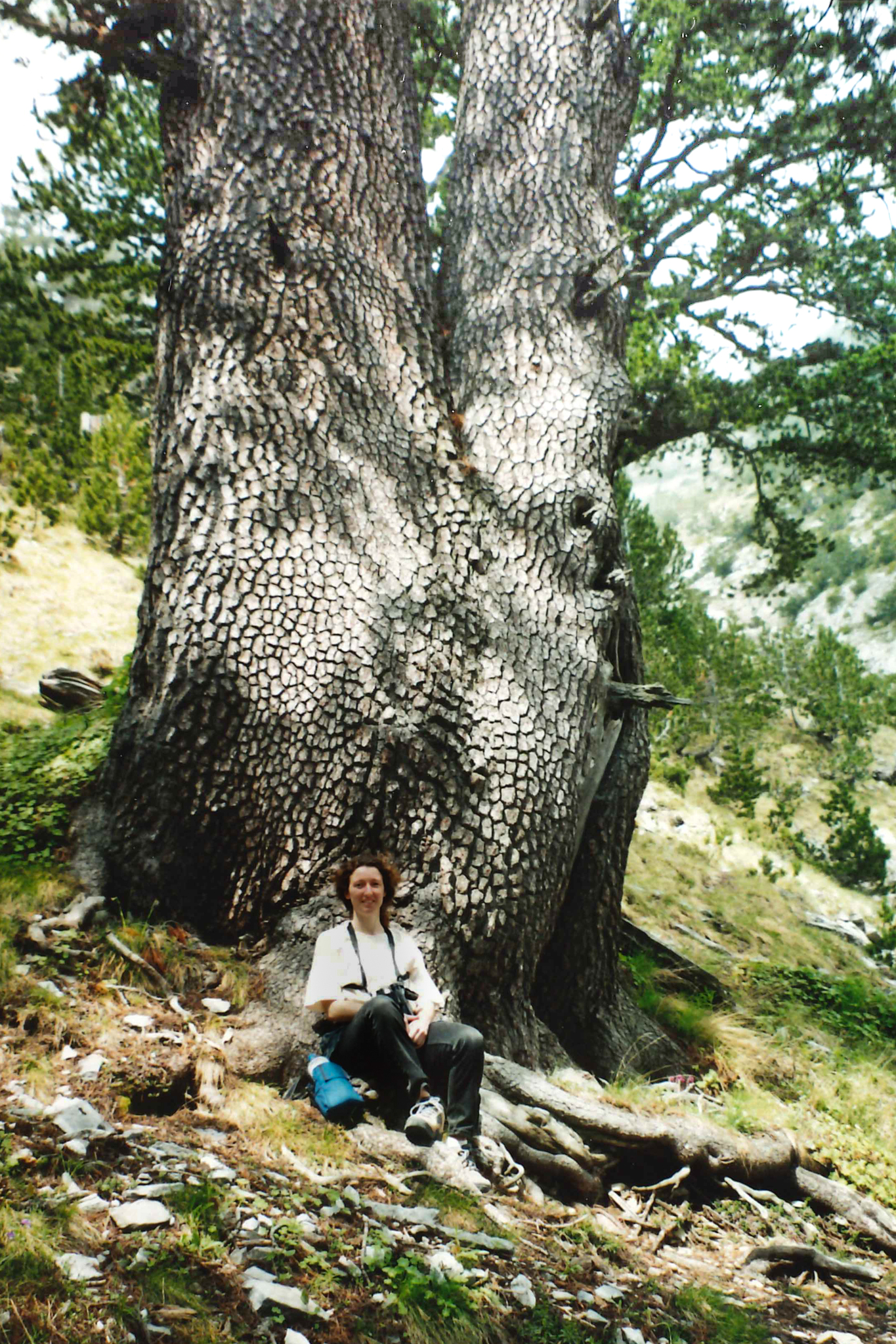 international backfill (iNaturalist): Pinus leucodermis