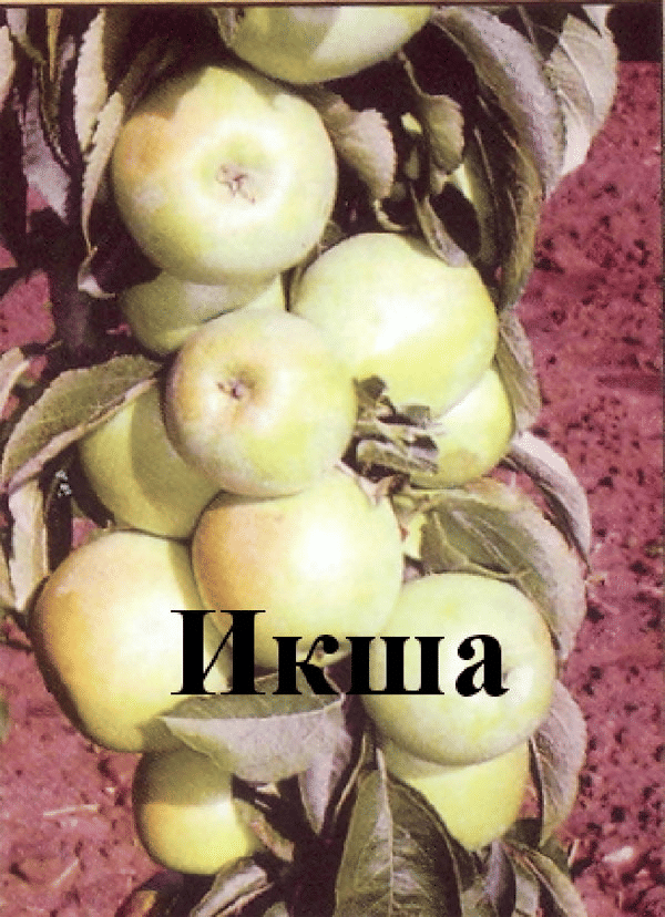 Яблоня Икша