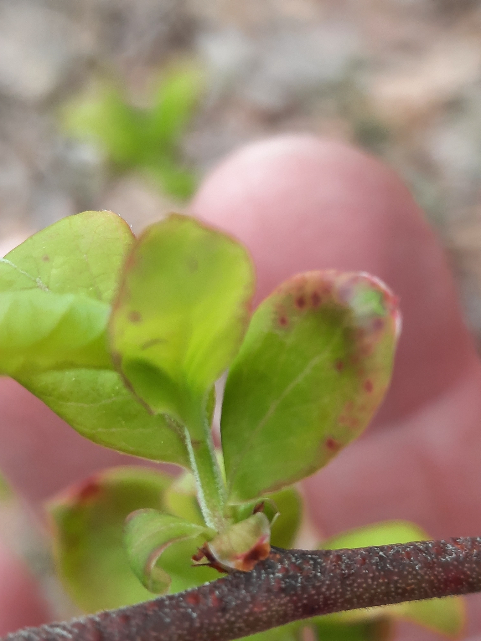 international backfill (iNaturalist): Vaccinium corymbosum