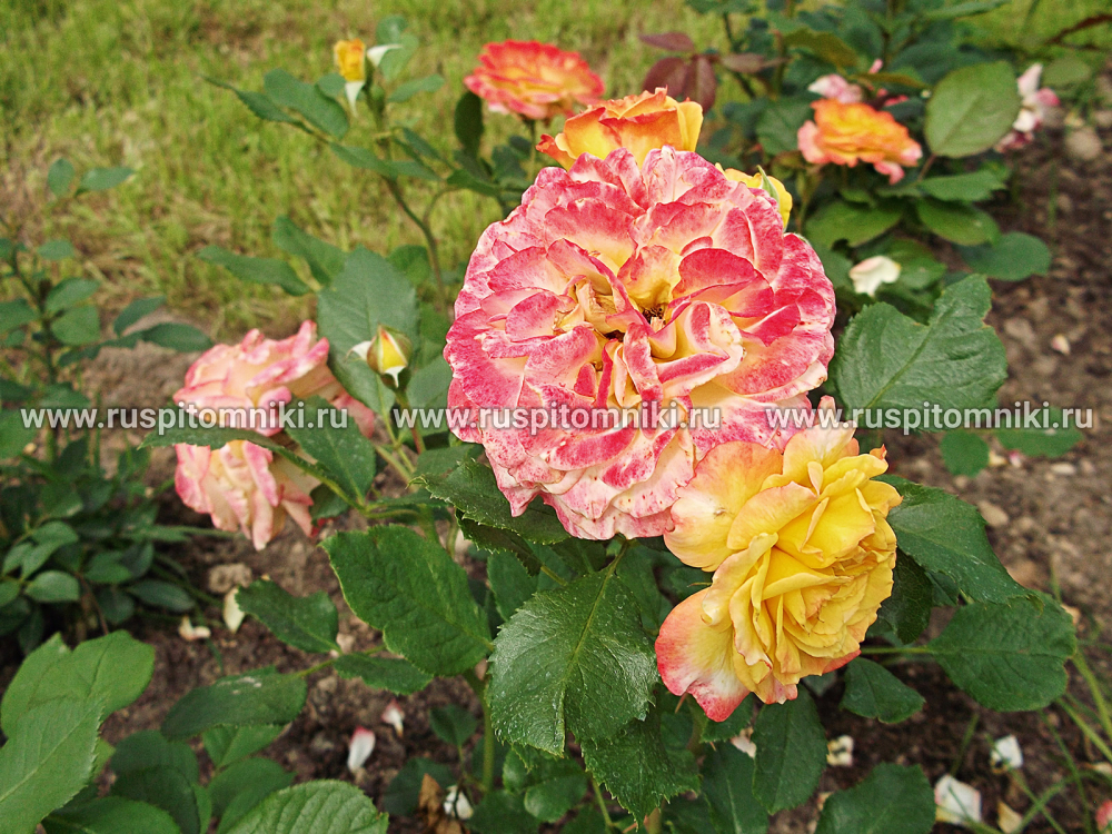 Розы Флорибунда Gartenspass