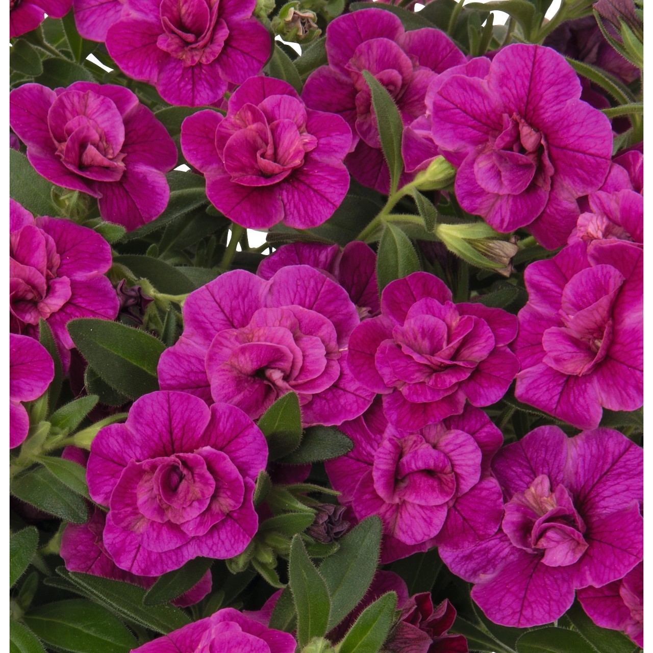 Калибрахоа Aloha Double Purple