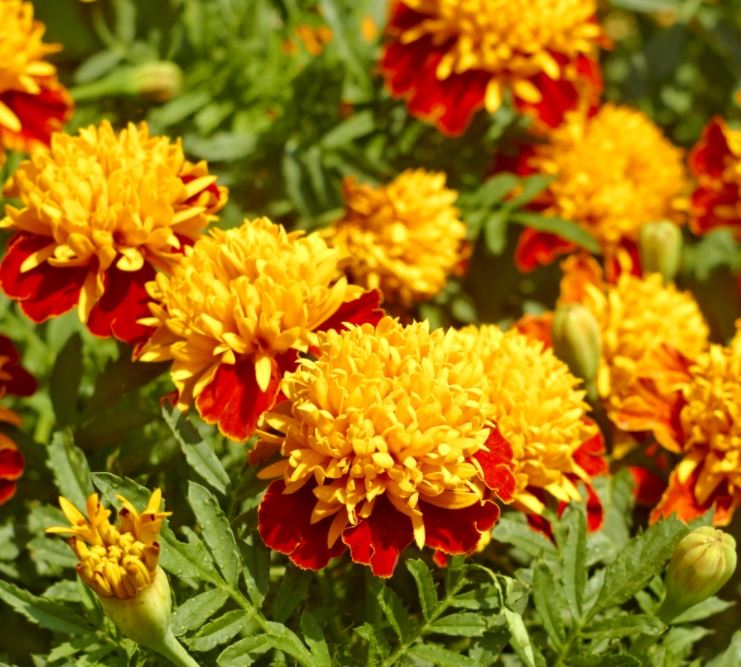Бархатцы отклоненные Orange Flame