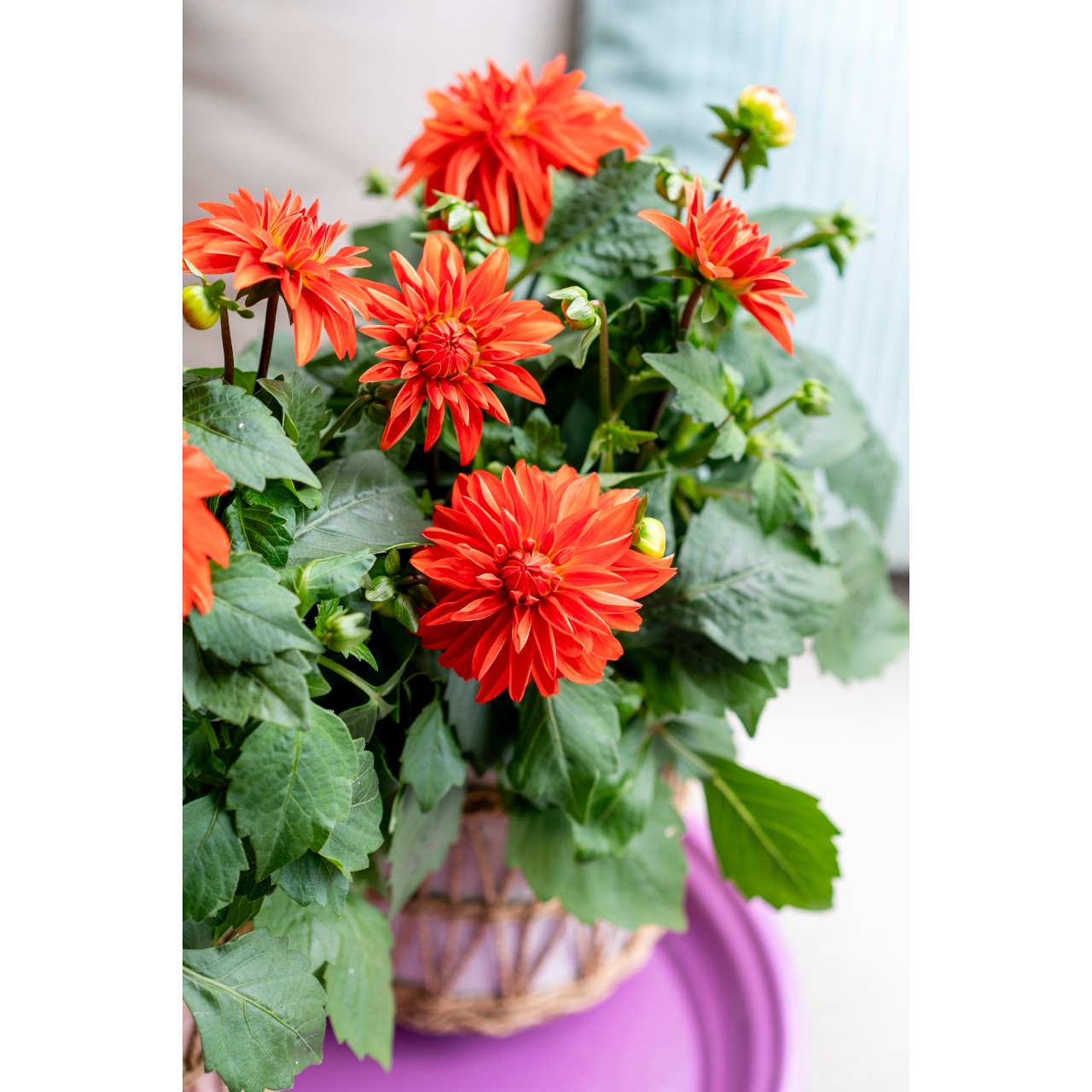 Георгина Hypnotica Orange
