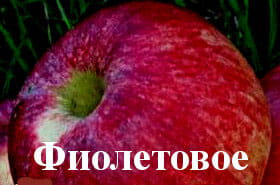 Яблоня Фиолетовое