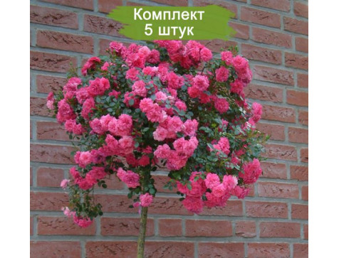 Штамбовая Роза Книрпс