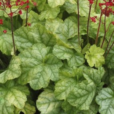 Гейхера Лист зеленый в ассортименте (Heuchera )