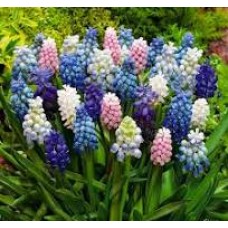 Мускари смесь (Muscari mix)