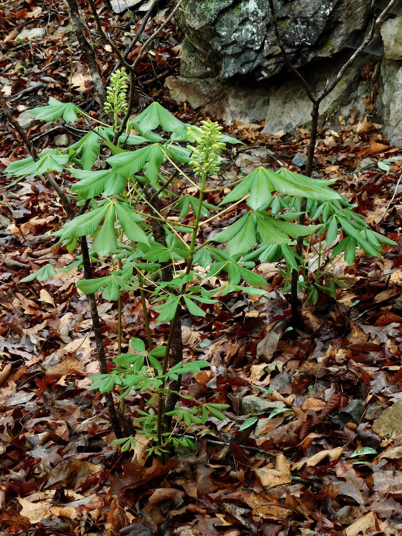 international backfill (iNaturalist): Aesculus