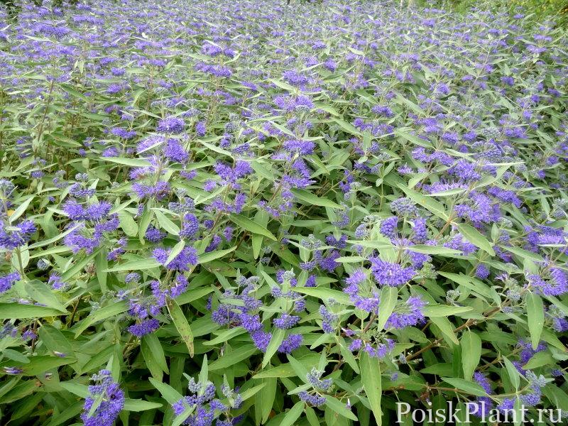 Кариоптерис кладонский Kew Blue