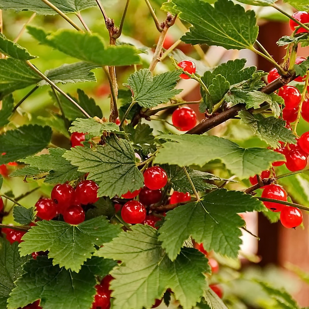 smorodina-ribes-krasnaya