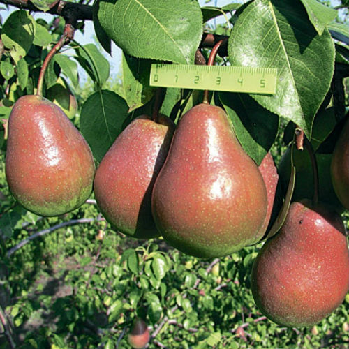 Ника