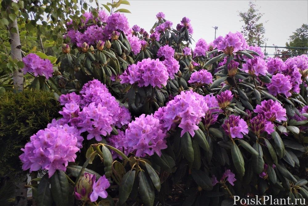 Рододендрон гибридный Purpureum Grandiflorum