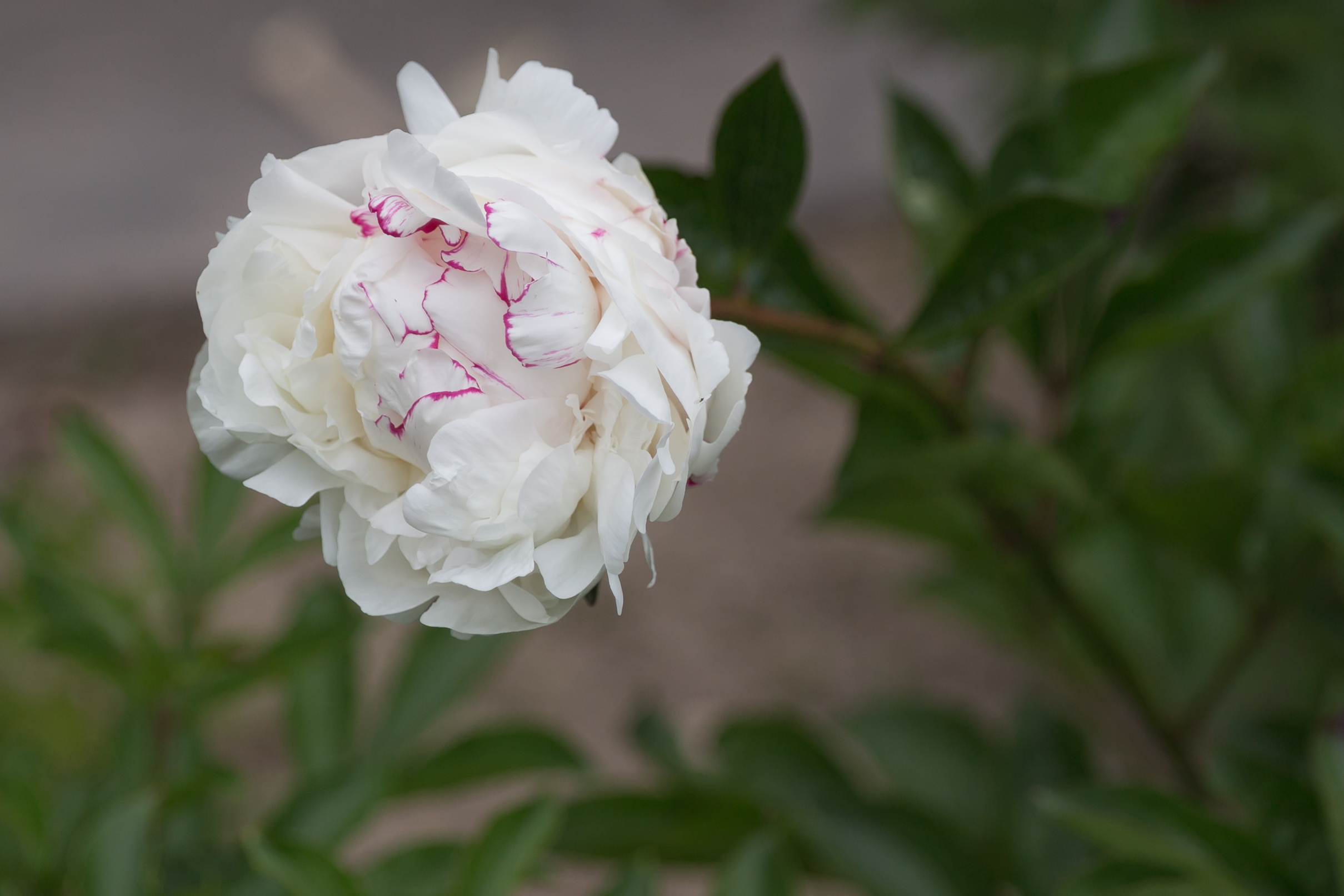 Пион молочноцветковый (Paeonia lactIflora Red Double)