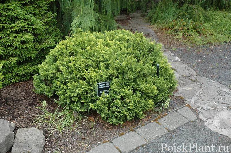 Кипарисовик горохоплодный Golden Pincushion