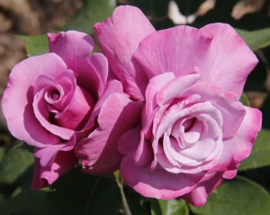 Роза Аметиста