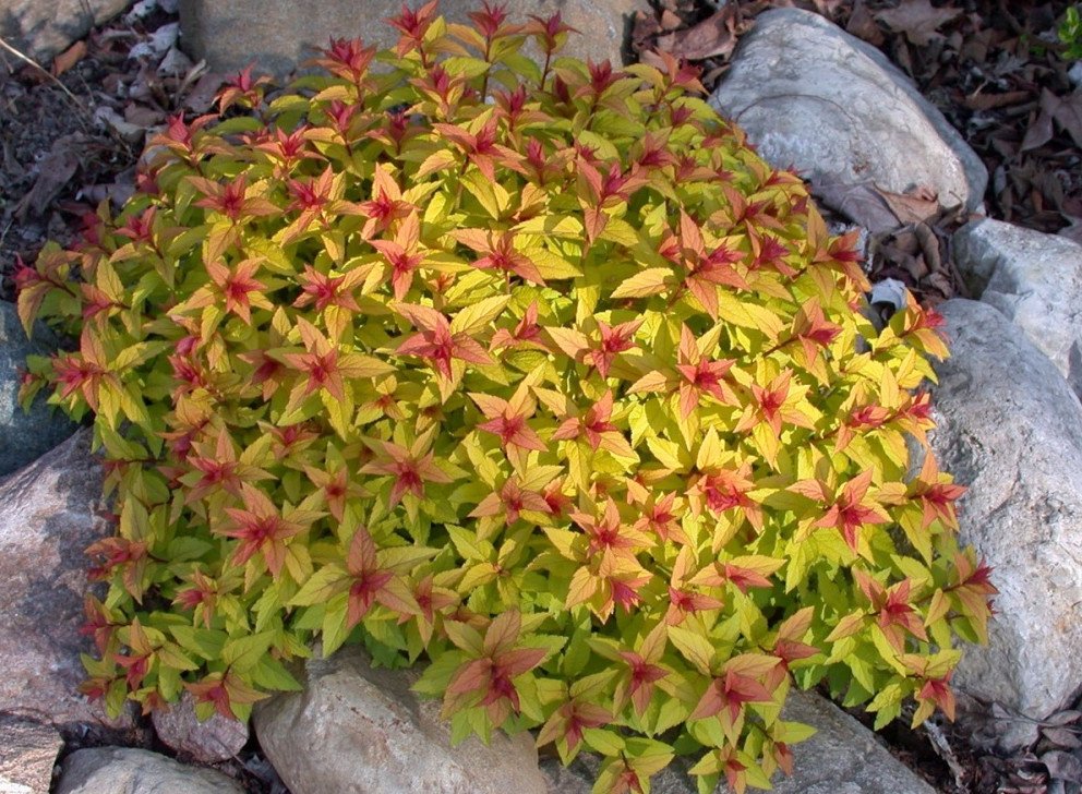 spireya-spiraea-yaponskaya