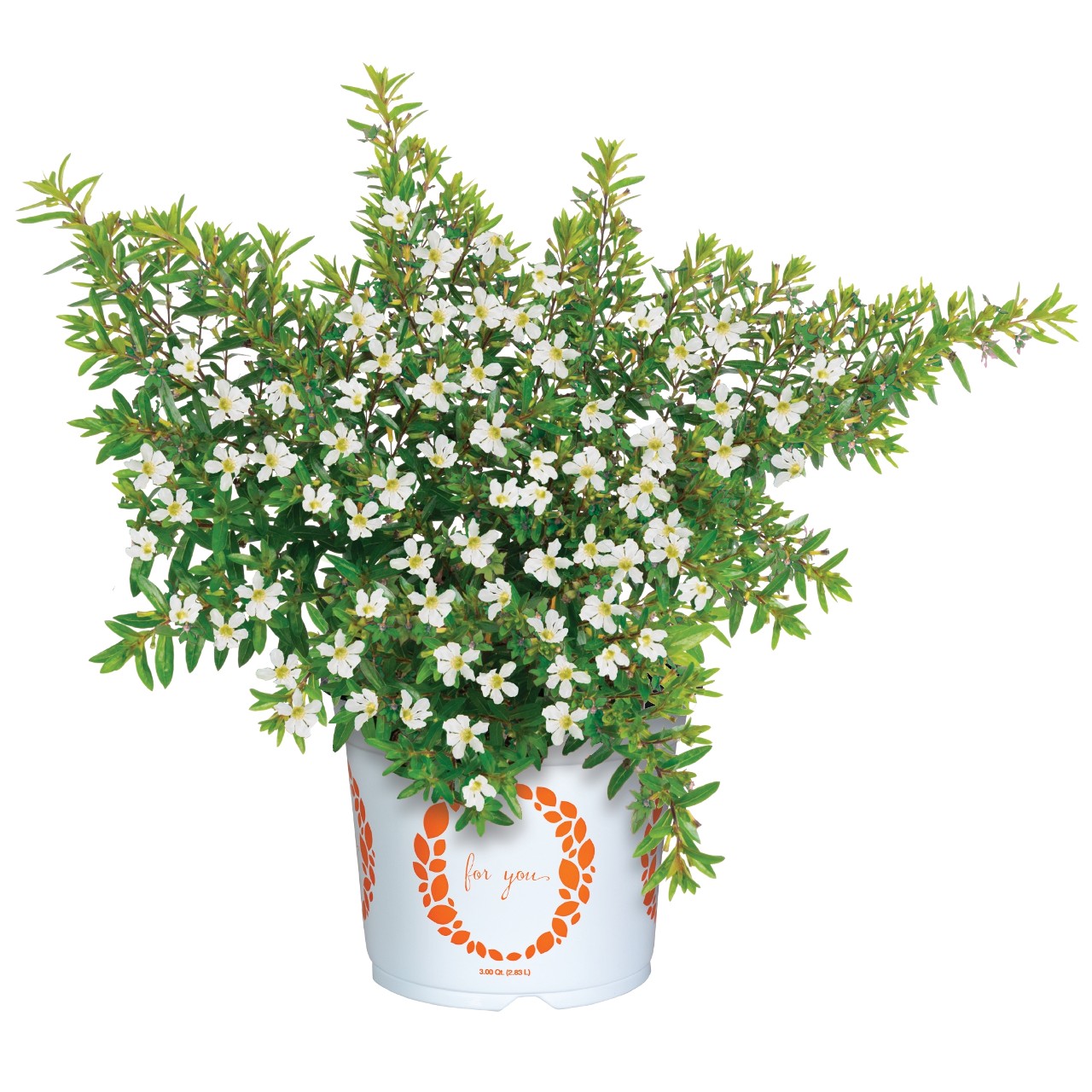 Куфея Cupheasy White