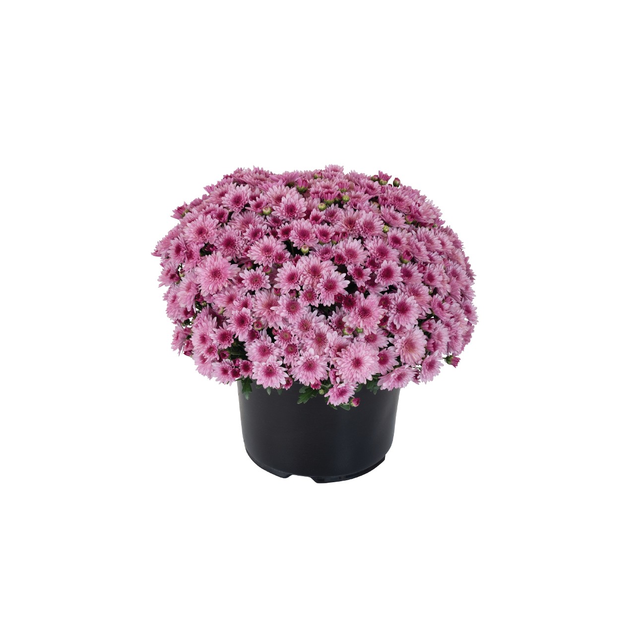 Хризантема Lively Pink Bicolor