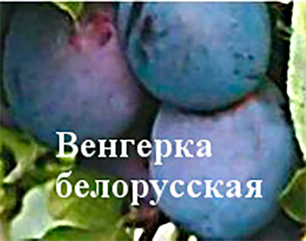 Слива "Венгерка белорусская" Садоград 2хлетние саженцы