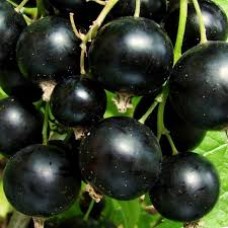 Смородина черная Зуша (Ribes nigrum)