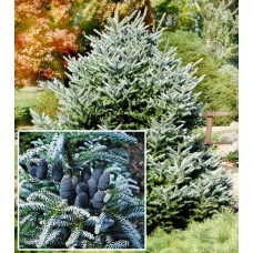 Пихта корейская (Abies koreana Silberlocke=Horstmanns Silberlocke)